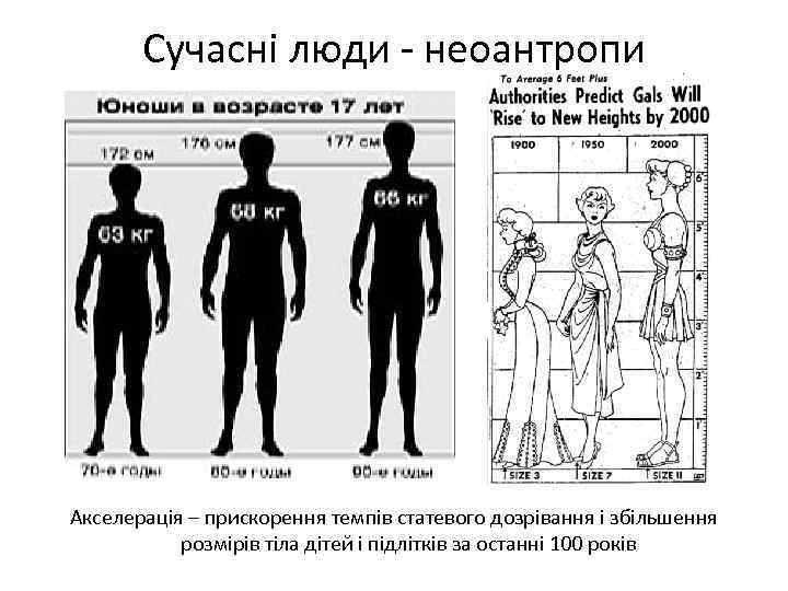 Сучасні люди - неоантропи Акселерація – прискорення темпів статевого дозрівання і збільшення розмірів тіла