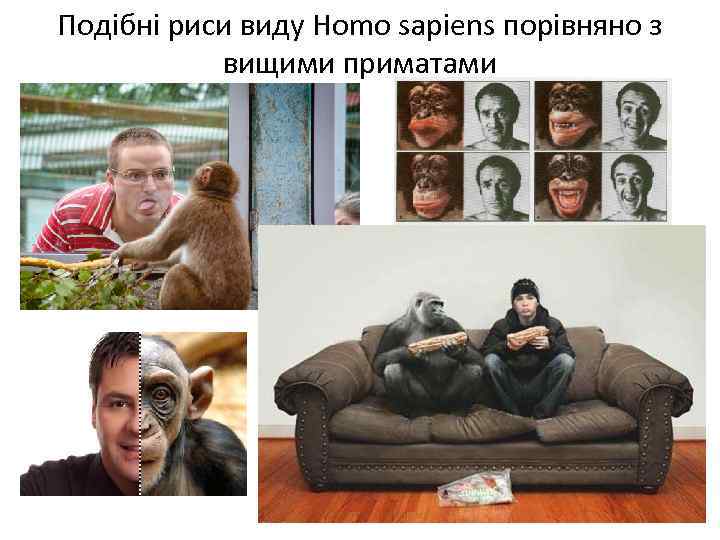 Подібні риси виду Homo sapiens порівняно з вищими приматами 