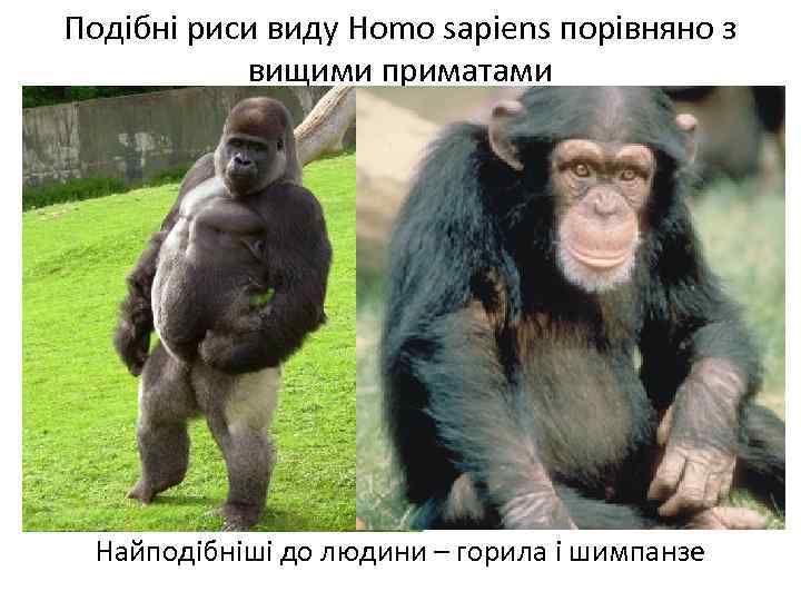 Подібні риси виду Homo sapiens порівняно з вищими приматами Найподібніші до людини – горила