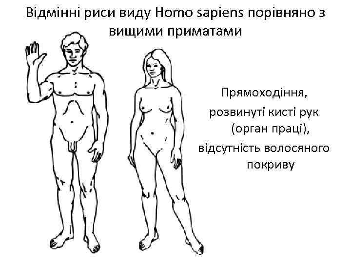 Відмінні риси виду Homo sapiens порівняно з вищими приматами Прямоходіння, розвинуті кисті рук (орган