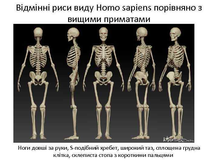 Відмінні риси виду Homo sapiens порівняно з вищими приматами Ноги довші за руки, S-подібний