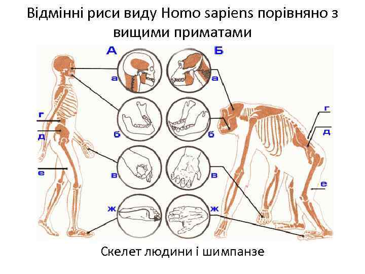 Відмінні риси виду Homo sapiens порівняно з вищими приматами Скелет людини і шимпанзе 