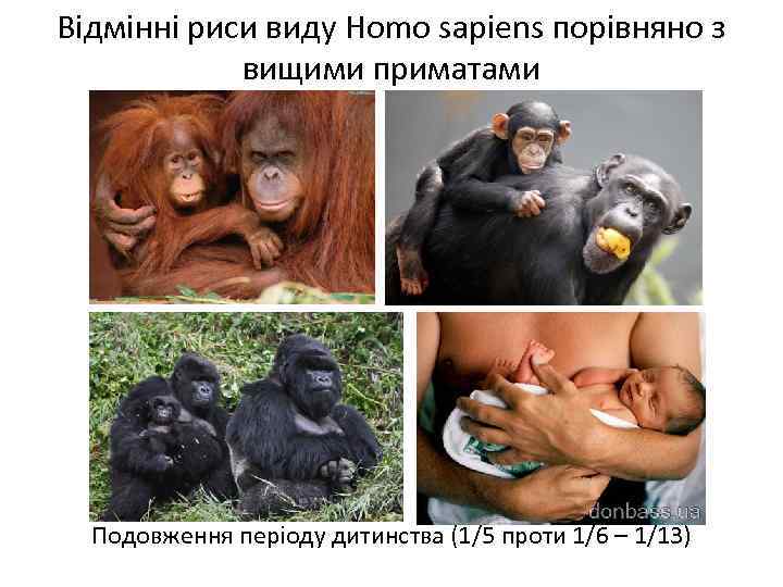 Відмінні риси виду Homo sapiens порівняно з вищими приматами Подовження періоду дитинства (1/5 проти