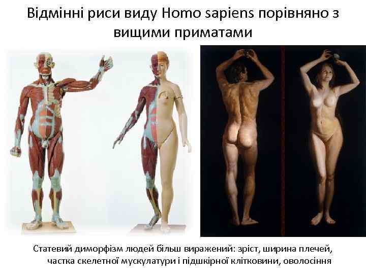 Відмінні риси виду Homo sapiens порівняно з вищими приматами Статевий диморфізм людей більш виражений: