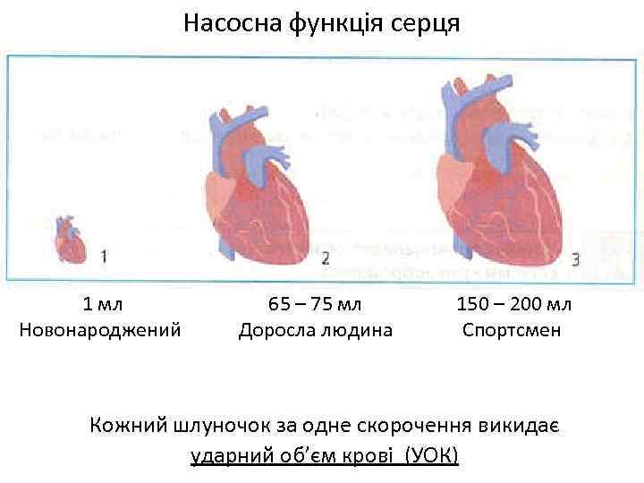 Насосна функція серця 1 мл Новонароджений 65 – 75 мл Доросла людина 150 –