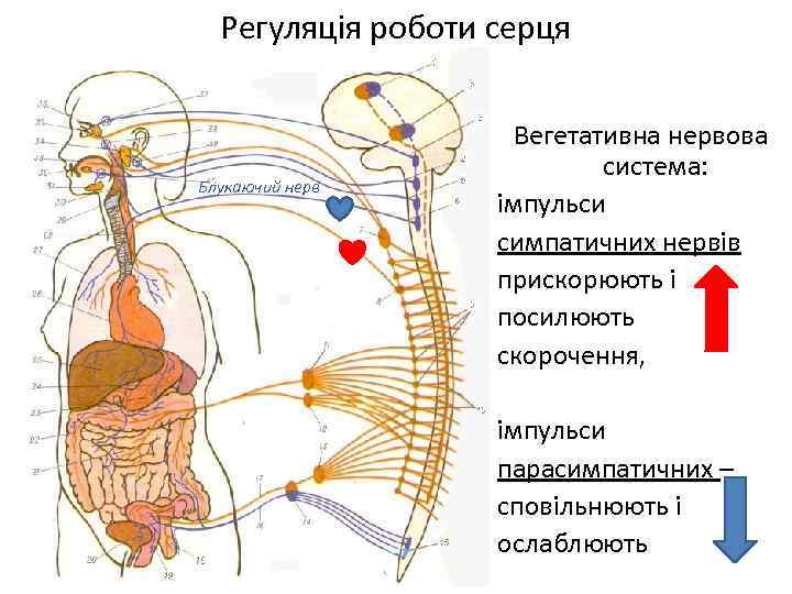 Регуляція роботи серця Блукаючий нерв Вегетативна нервова система: імпульси симпатичних нервів прискорюють і посилюють