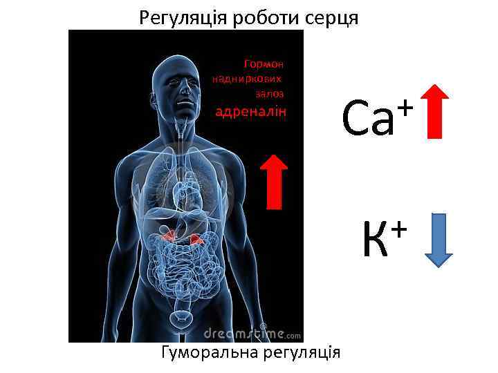 Регуляція роботи серця Гормон надниркових залоз адреналін + Са + К Гуморальна регуляція 