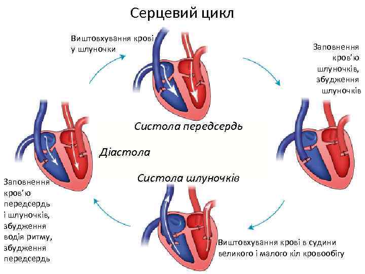 Серцевий цикл Виштовхування крові у шлуночки Заповнення кров’ю шлуночків, збудження шлуночків Систола передсердь Діастола