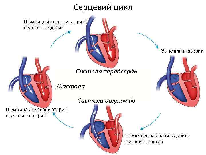 Серцевий цикл Півмісяцеві клапани закриті, стулкові – відкриті Усі клапани закриті Систола передсердь Діастола