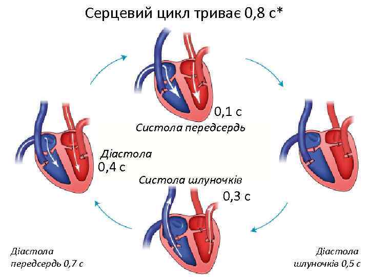 Серцевий цикл триває 0, 8 с* 0, 1 с Систола передсердь Діастола 0, 4