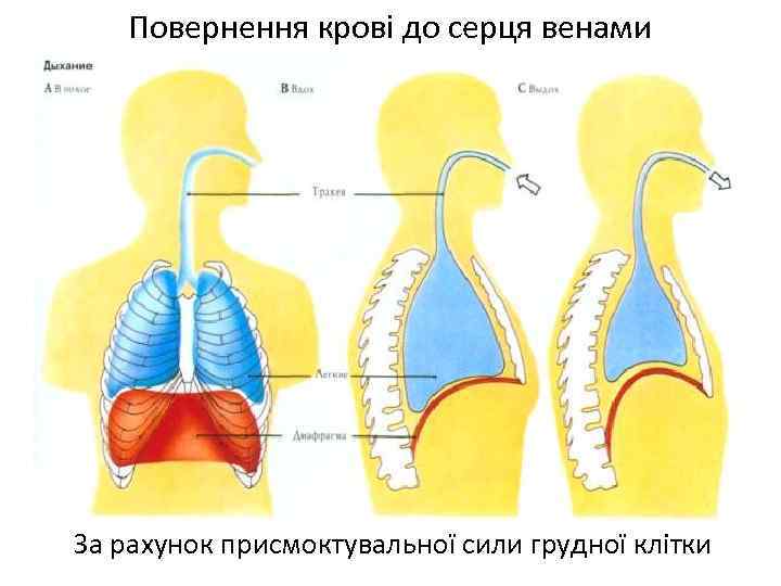 Повернення крові до серця венами За рахунок присмоктувальної сили грудної клітки 