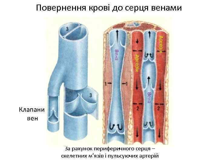 Повернення крові до серця венами Артерія Вена Клапани вен За рахунок периферичного серця –