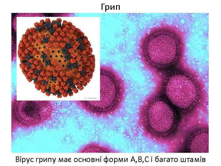 Грип Вірус грипу має основні форми А, В, С і багато штамів 
