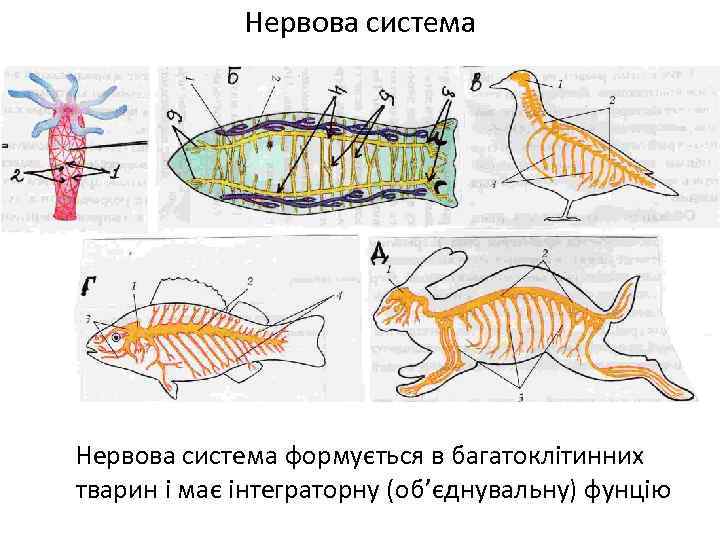 Нервова система формується в багатоклітинних тварин і має інтеграторну (об’єднувальну) фунцію 