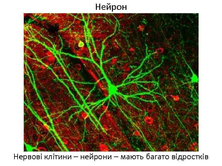 Нейрон Нервові клітини – нейрони – мають багато відростків 