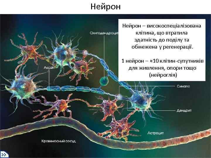 Нейрон – високоспеціалізована клітина, що втратила здатність до поділу та обмежена у регенерації. ю