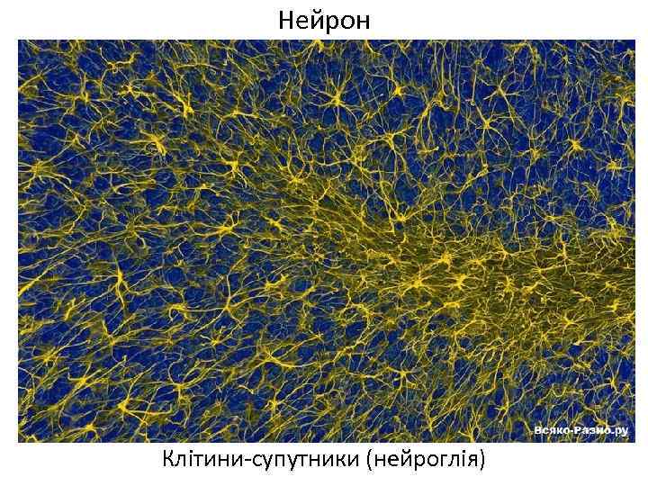 Нейрон Клітини-супутники (нейроглія) 
