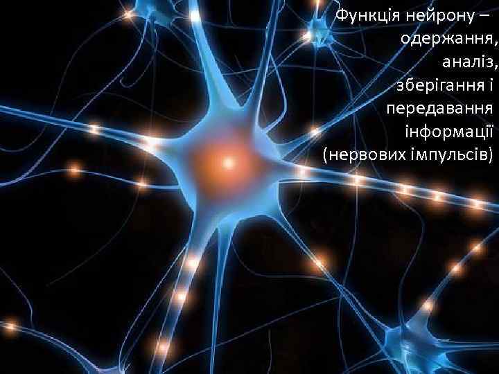 Нейрон Функція нейрону – одержання, аналіз, зберігання і передавання інформації (нервових імпульсів) 