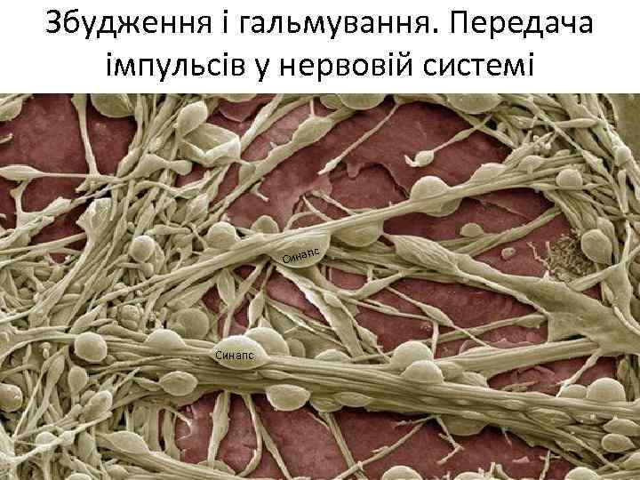 Збудження і гальмування. Передача імпульсів у нервовій системі пс Синапс 
