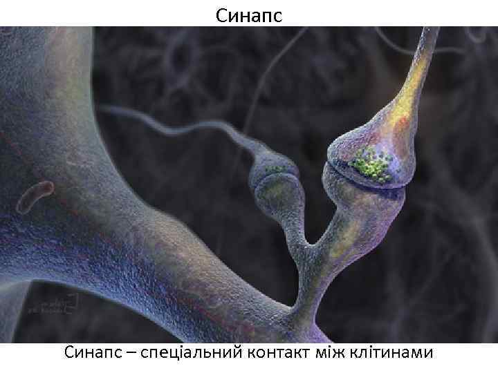 Синапс – спеціальний контакт між клітинами 