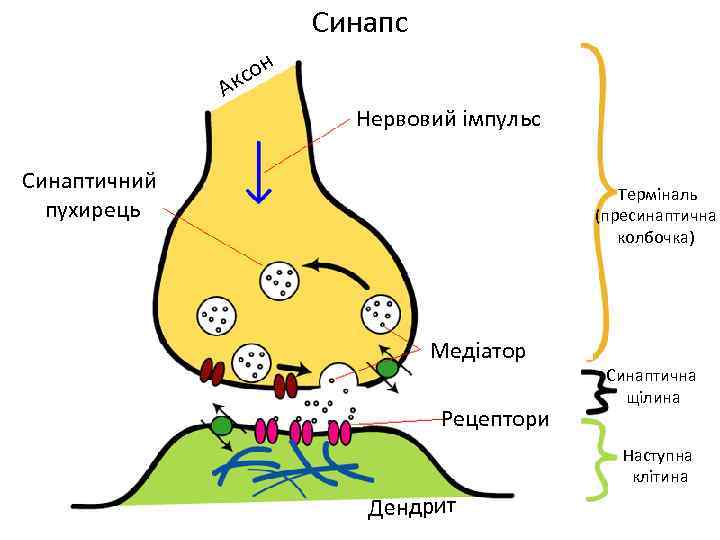 Синапс н ксо А Нервовий імпульс Синаптичний пухирець Терміналь (пресинаптична колбочка) Медіатор Рецептори Синаптична