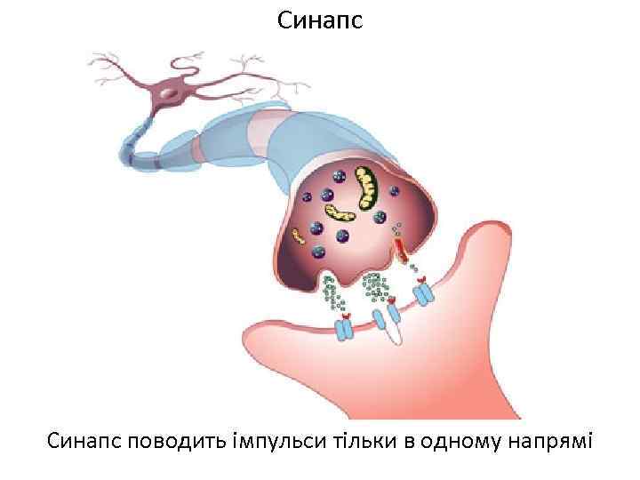 Синапс поводить імпульси тільки в одному напрямі 