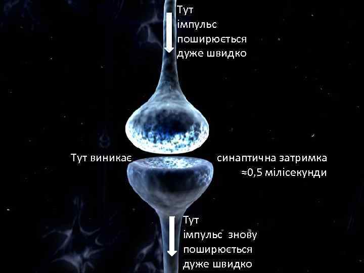 Тут Синапс імпульс поширюється дуже швидко Тут виникає синаптична затримка ≈0, 5 мілісекунди Тут