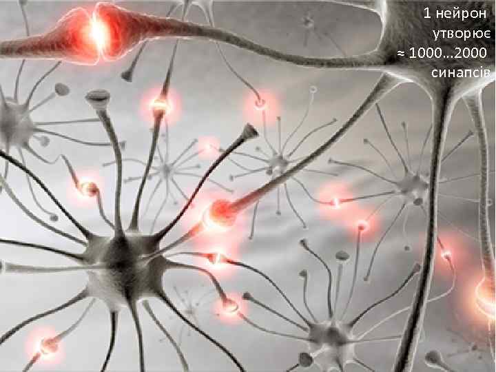 Синапс 1 нейрон утворює ≈ 1000… 2000 синапсів 