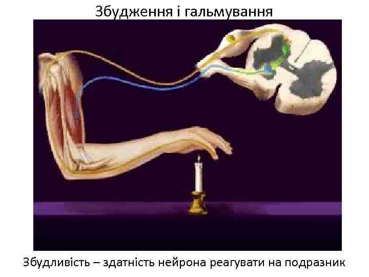 Збудження і гальмування Збудливість – здатність нейрона реагувати на подразник 