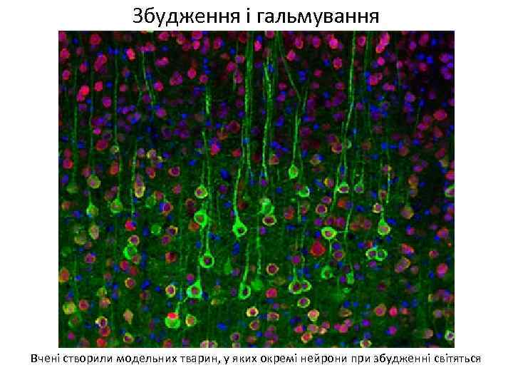 Збудження і гальмування Вчені створили модельних тварин, у яких окремі нейрони при збудженні світяться