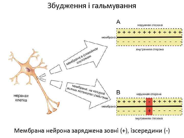 Збудження і гальмування Мембрана нейрона заряджена зовні (+), ізсередини (-) 