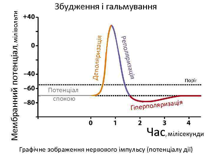 ція Деполяриза Потенціал спокою Репол Мембранний потенціал, мілівольти Збудження і гальмування Поріг я поляризаці