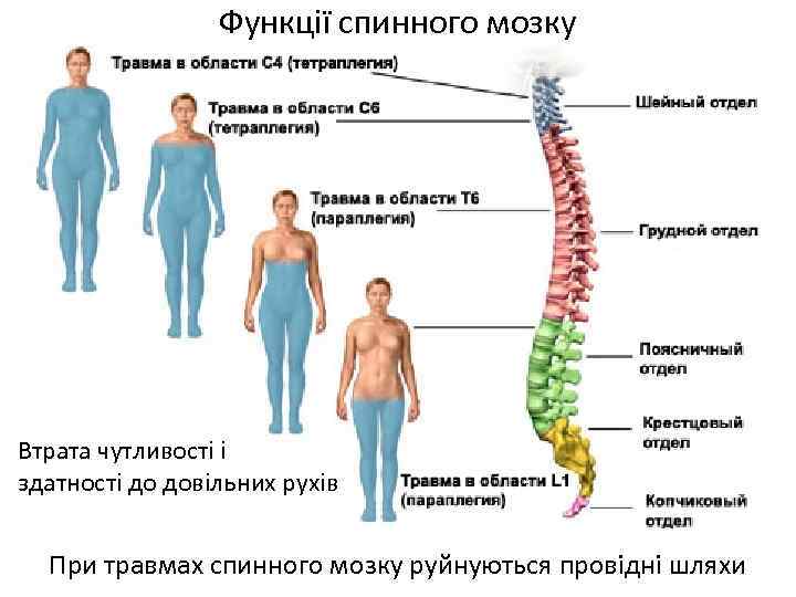 Функції спинного мозку Втрата чутливості і здатності до довільних рухів При травмах спинного мозку