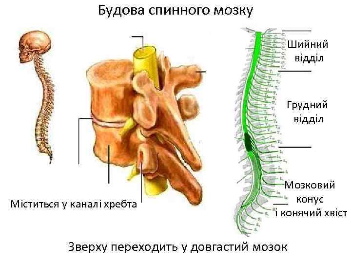 Будова спинного мозку Шийний відділ Грудний відділ п Міститься у каналі хребта Мозковий конус