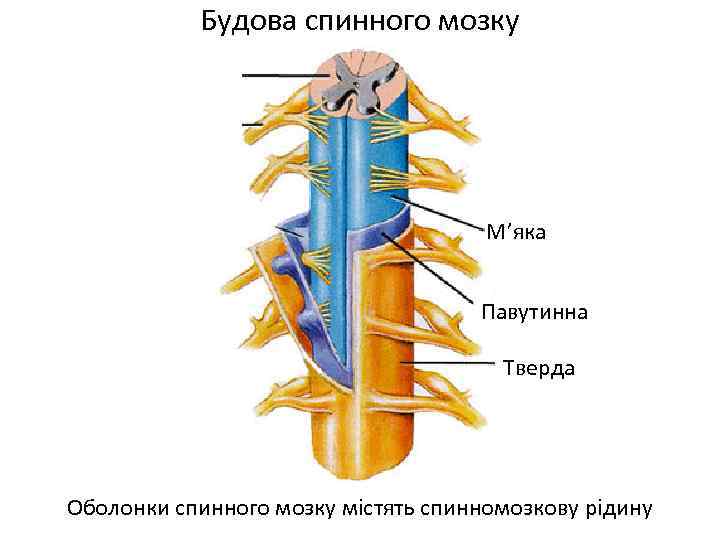 Будова спинного мозку М’яка Павутинна Тверда Оболонки спинного мозку містять спинномозкову рідину 