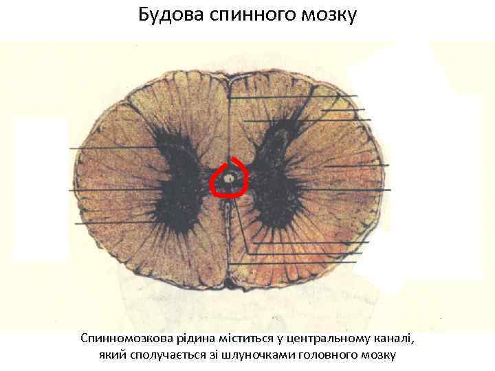 Будова спинного мозку Спинномозкова рідина міститься у центральному каналі, який сполучається зі шлуночками головного