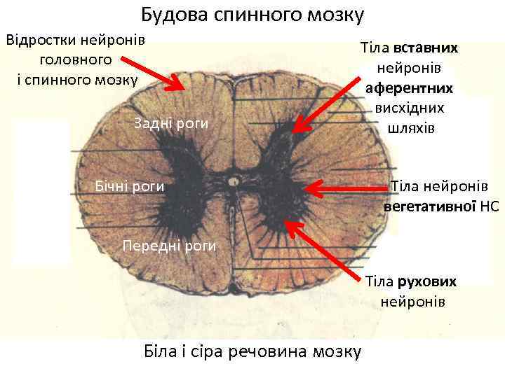 Будова спинного мозку Відростки нейронів головного і спинного мозку Задні роги Тіла вставних нейронів