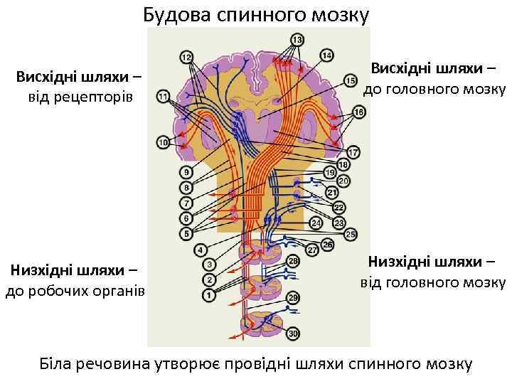 Будова спинного мозку Висхідні шляхи – від рецепторів Висхідні шляхи – до головного мозку