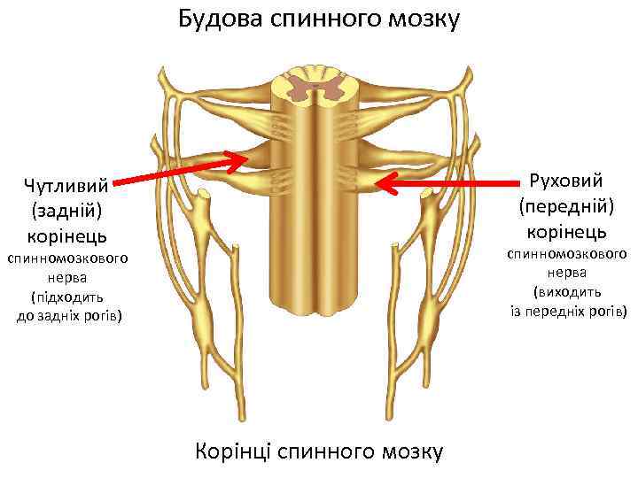 Будова спинного мозку Руховий (передній) корінець Чутливий (задній) корінець спинномозкового нерва (виходить із передніх