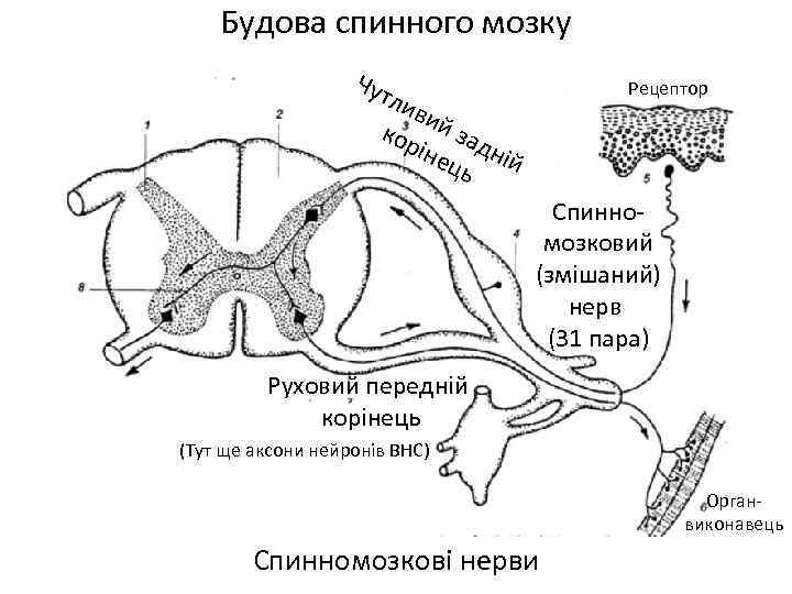 Будова спинного мозку Чут Рецептор лив и кор й зад іне ній ць Спинномозковий