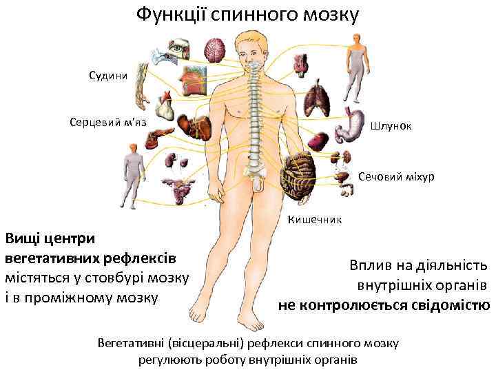 Функції спинного мозку Судини Серцевий м’яз Шлунок Сечовий міхур Кишечник Вищі центри вегетативних рефлексів