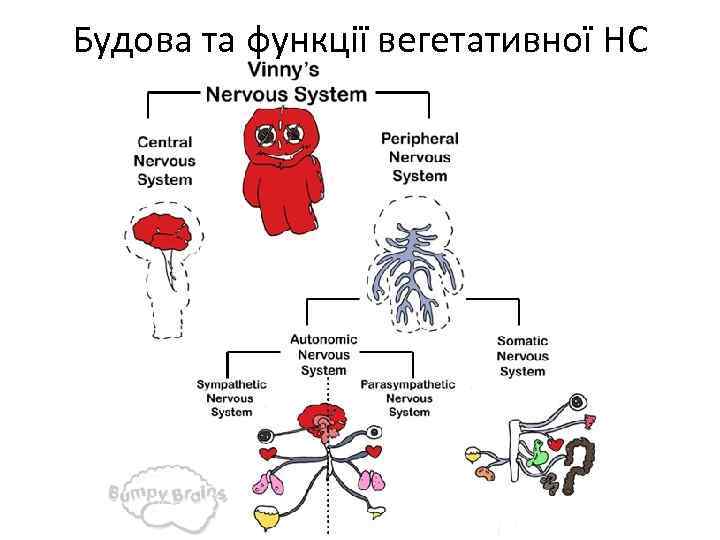 Будова та функції вегетативної НС 