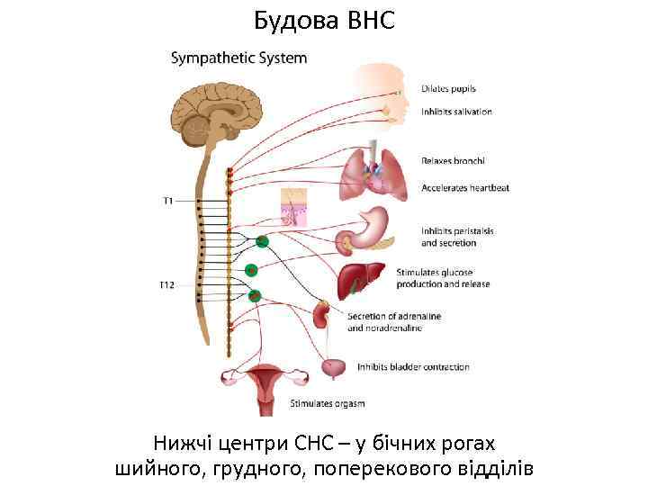 Будова ВНС Нижчі центри СНС – у бічних рогах шийного, грудного, поперекового відділів 