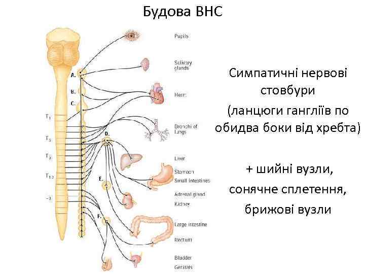 Будова ВНС Симпатичні нервові стовбури (ланцюги гангліїв по обидва боки від хребта) + шийні