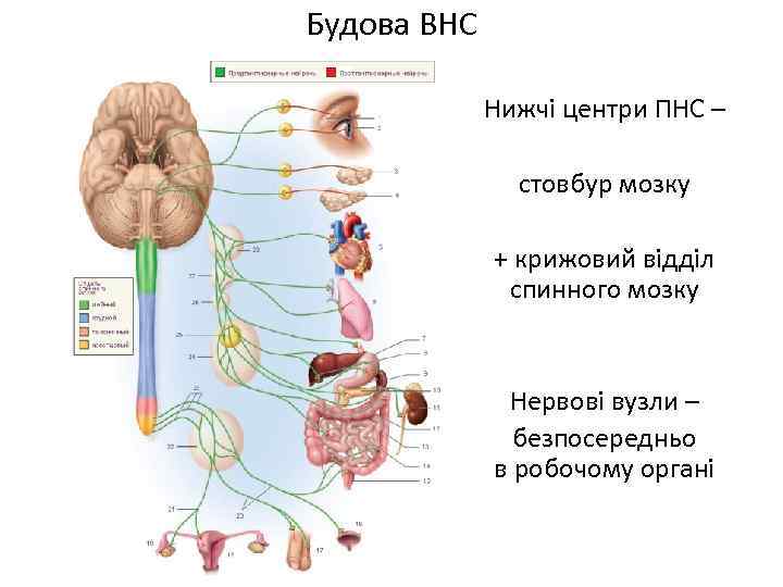 Будова ВНС Нижчі центри ПНС – стовбур мозку + крижовий відділ спинного мозку Нервові