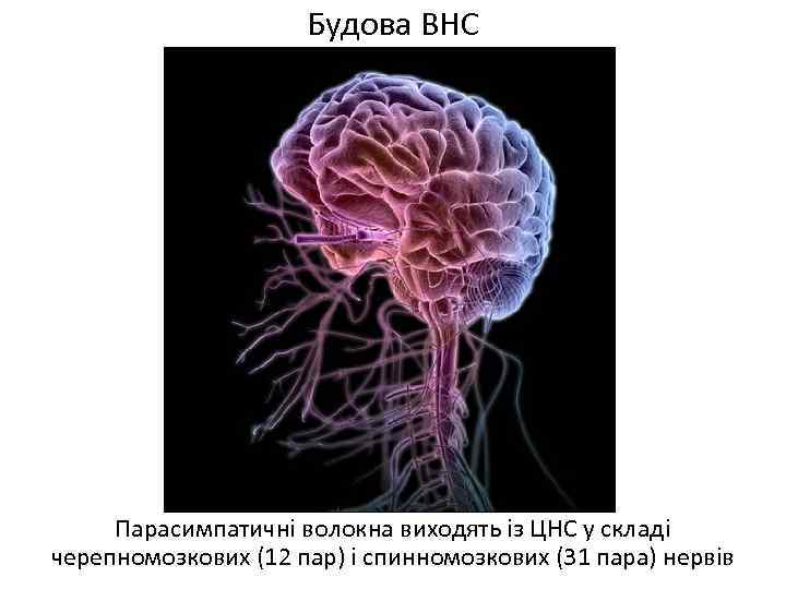 Будова ВНС Парасимпатичні волокна виходять із ЦНС у складі черепномозкових (12 пар) і спинномозкових