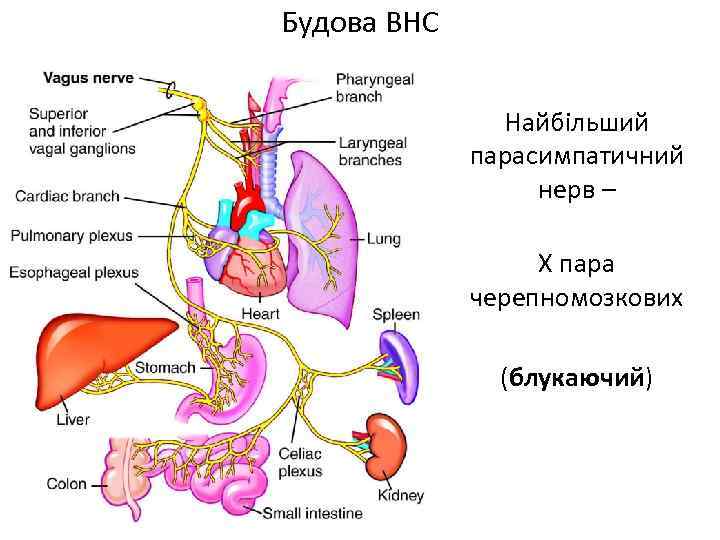 Будова ВНС Найбільший парасимпатичний нерв – Х пара черепномозкових (блукаючий) 