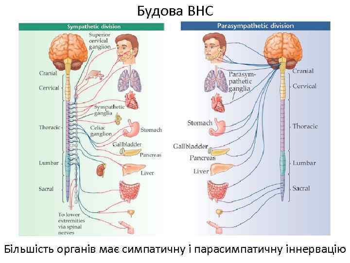 Будова ВНС Більшість органів має симпатичну і парасимпатичну іннервацію 