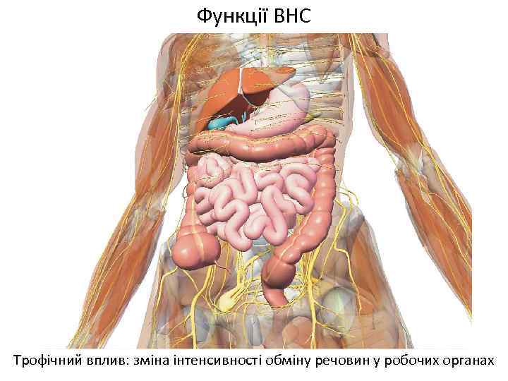 Функції ВНС Трофічний вплив: зміна інтенсивності обміну речовин у робочих органах 