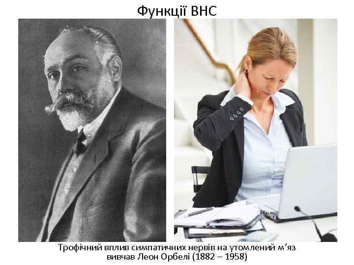 Функції ВНС Трофічний вплив симпатичних нервів на утомлений м’яз вивчав Леон Орбелі (1882 –